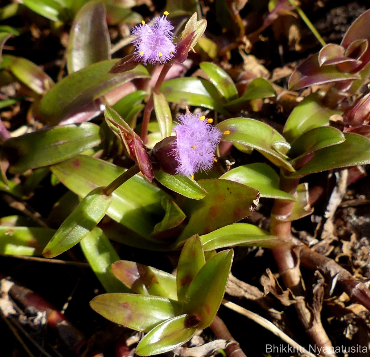 Cyanotis obtusa (Trimen) Trimen